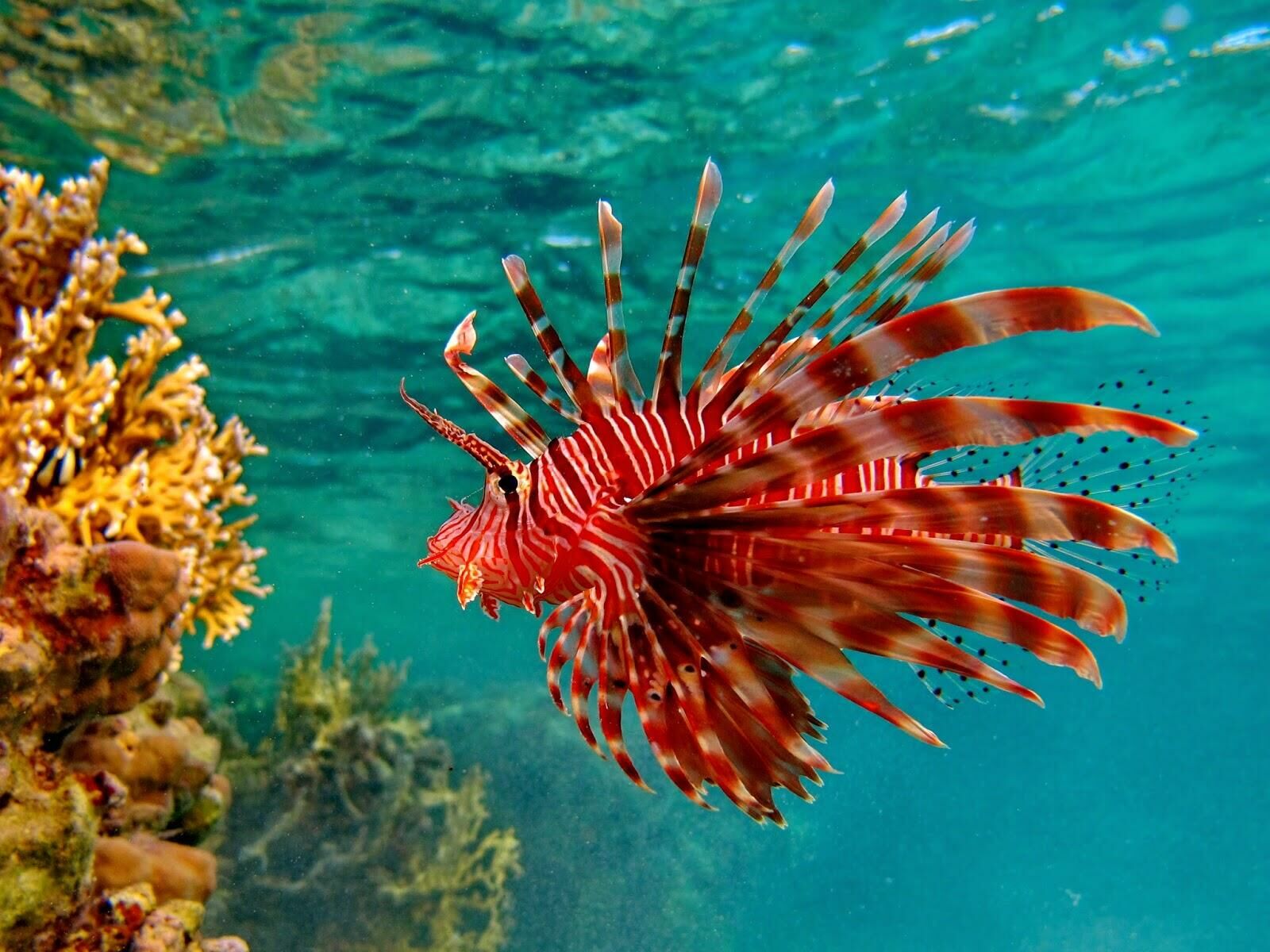 Imagem do Peixe-Leão